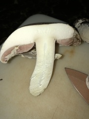 Agaricus xanthodermus