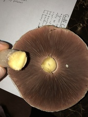 Agaricus xanthodermus