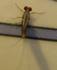 Serratella serratoides