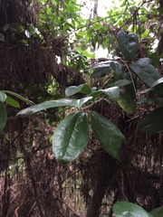 Archidasyphyllum excelsum