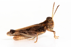 Austroicetes pusilla