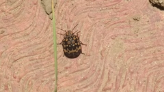 Orsilochides scurrilis