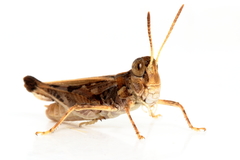 Austroicetes pusilla