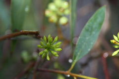 Eucalyptus piperita