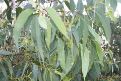 Eucalyptus piperita