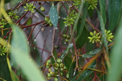 Eucalyptus piperita