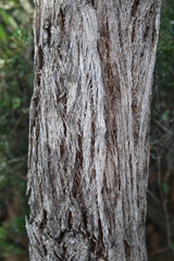 Eucalyptus piperita