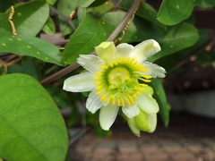 Passiflora biflora