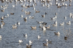 Larus argentatus × glaucescens