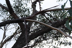 Eucalyptus piperita