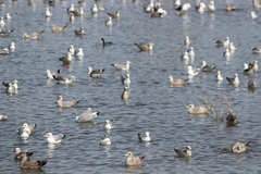 Larus argentatus × glaucescens
