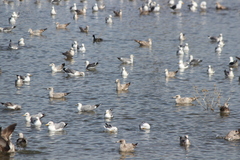 Larus argentatus × glaucescens