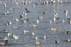 Larus argentatus × glaucescens