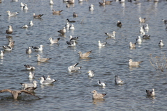 Larus argentatus × glaucescens