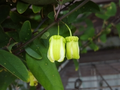 Passiflora biflora