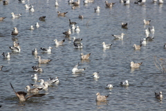 Larus argentatus × glaucescens