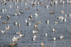 Larus argentatus × glaucescens