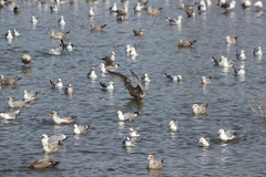 Larus argentatus × glaucescens
