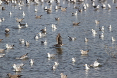 Larus argentatus × glaucescens