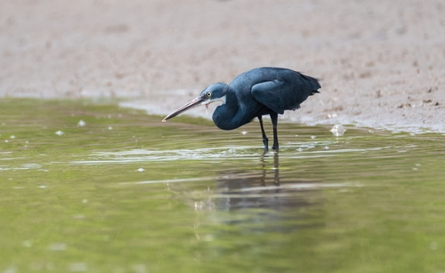 Western Reef Heron