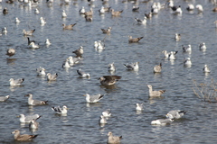 Larus argentatus × glaucescens
