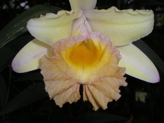 Sobralia veitchii