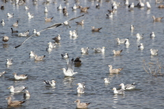 Larus argentatus × glaucescens