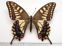 Papilio machaon hippocrates