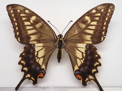 Papilio machaon hippocrates