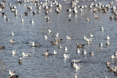 Larus argentatus × glaucescens