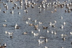 Larus argentatus × glaucescens