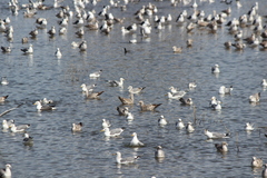 Larus argentatus × glaucescens