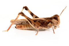 Austroicetes pusilla