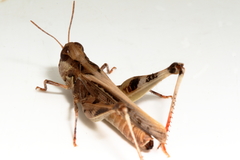 Austroicetes pusilla