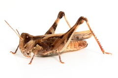 Austroicetes pusilla