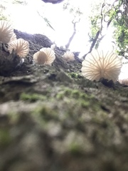 Marasmiellus alliiodorus