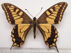 Papilio machaon hippocrates