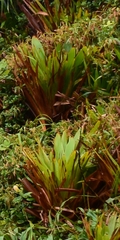 Guzmania plumieri