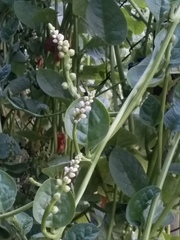 Basella alba