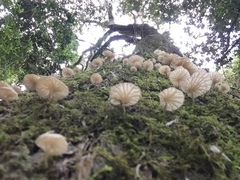 Marasmiellus alliiodorus