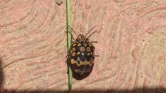 Orsilochides scurrilis