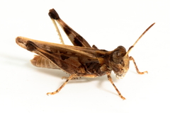 Austroicetes pusilla