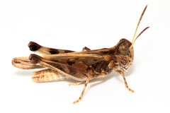 Austroicetes pusilla