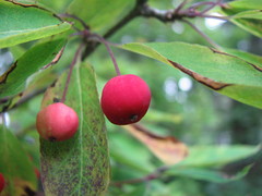 Ilex mucronata image