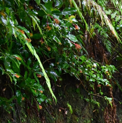 Image of Palicourea croceoides by (c) Zac Peterson, some rights reserved (CC BY)