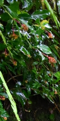 Palicourea croceoides