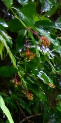 Palicourea croceoides