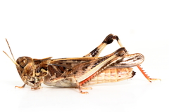 Austroicetes pusilla