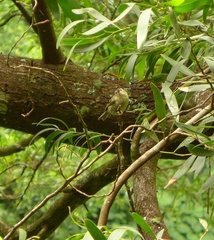 Regulus regulus azoricus