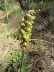 Deiregyne densiflora